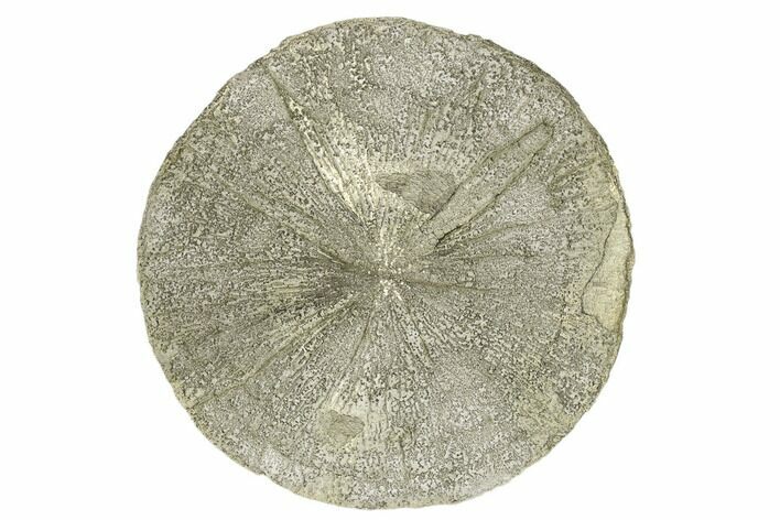 Pyrite Sun - Sparta, Illinois #180657